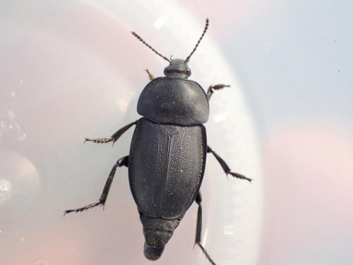 Réf. 292 462 : Silpha obscura